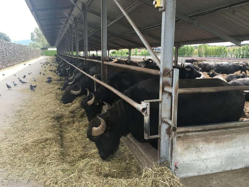 Exclusive Tour: Paestum Excavations and Cheese Factory Visit with Tasting and Lunch - Discovering Paestum and Its Flavors: A Tour That Combines History and Gastronomy