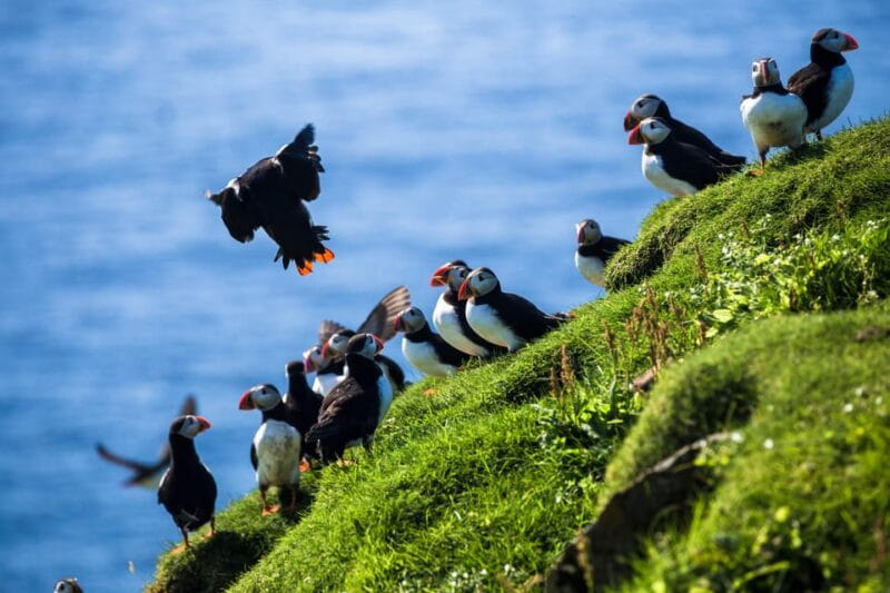 Exclusive Westman Islands Adventure - A Private Day Tour - Birdwatching and Wildlife Encounters