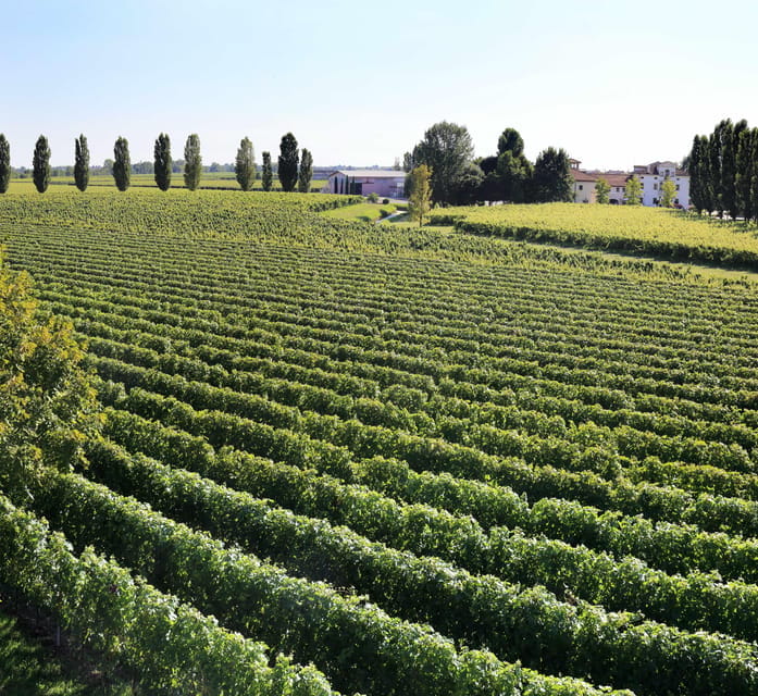 Exclusive Wine Experience: Venetian Best Vineyards - Discovering the 4V Project and Sustainability Efforts