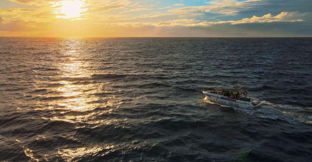 Excursion to See the Whales 2 Hours - Key Points