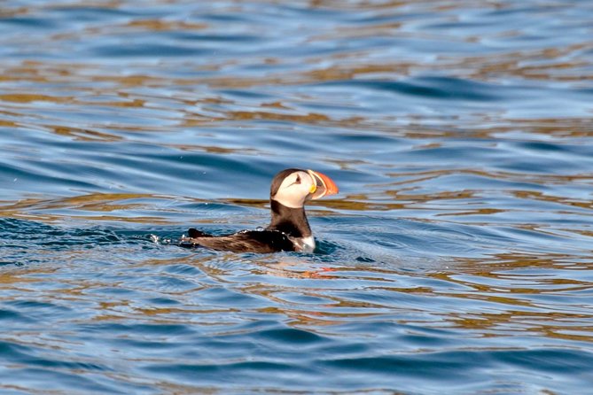 Exhilarating Rib Experience - Dingle Sea Safari - Just The Basics