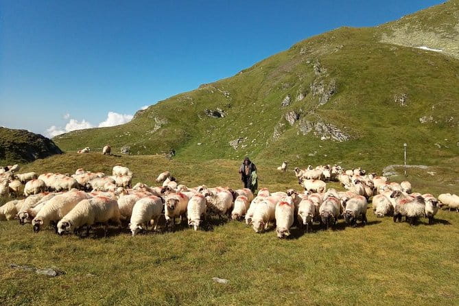 Expedition in Fagaras Mountains from Brasov (Private Tour!) - Price and Value Analysis