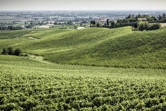 Experience Emilian Wines at Bologna Vineyard Vista - The Bottom Line: Is It Worth It?