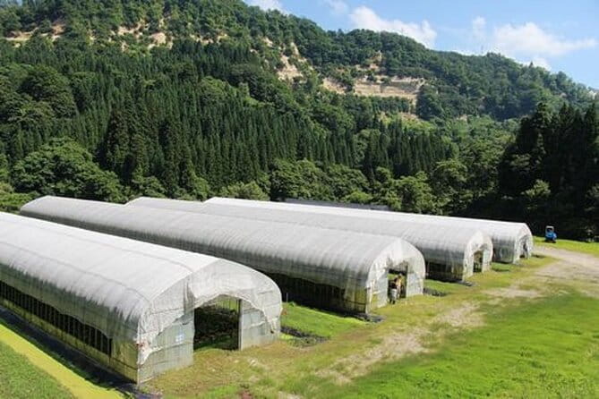 Experience Making Okura Wasabi and Wasabi Soy Sauce - Accessibility Information