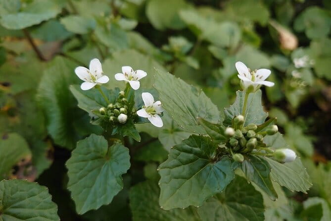 Experience Making Okura Wasabi and Wasabi Soy Sauce - Pricing and Booking Details