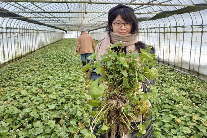 Experience Making Okura Wasabi and Wasabi Soy Sauce - Additional Features of the Experience