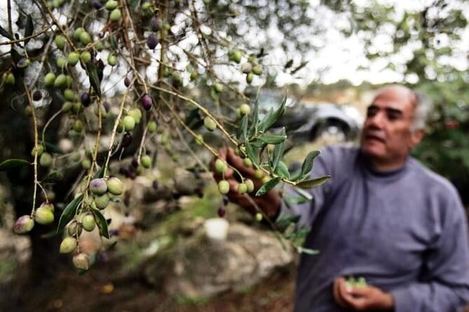 Experience of Olive Oil Tasting Crete , Visit the Knossos Palace - Key Points / Takeaways
