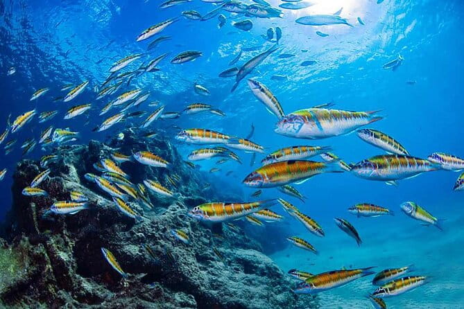 Experience Snorkelling in Puerto Del Carmen, Lanzarote - Who Will Love This Tour?