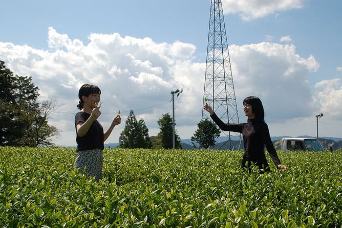 Experience Tea Picking With a Tea Farmer, and Tempura Lunch With Picked Tea Leaves - Location and Accessibility Details