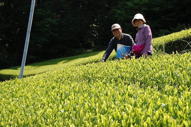 Experience Tea Picking With a Tea Farmer, and Tempura Lunch With Picked Tea Leaves - Customer Reviews and Feedback