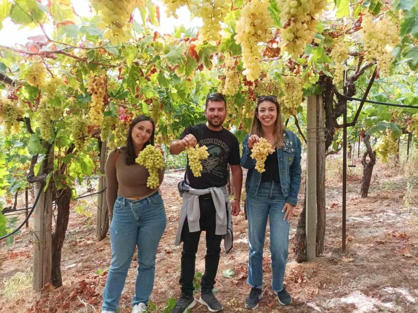 Experience the Minoan Grapes at a Local Vineyard - Exploring the Vineyards History