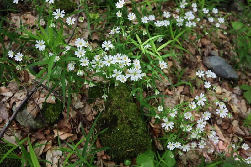 Experience Vitosha Mountain, a private hiking tour - Key points / Takeaways