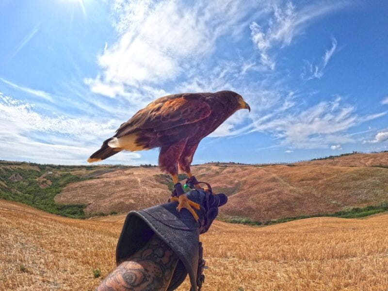 Experience with birds of prey in Tuscany - The Sum Up: Who Should Consider This Tour?