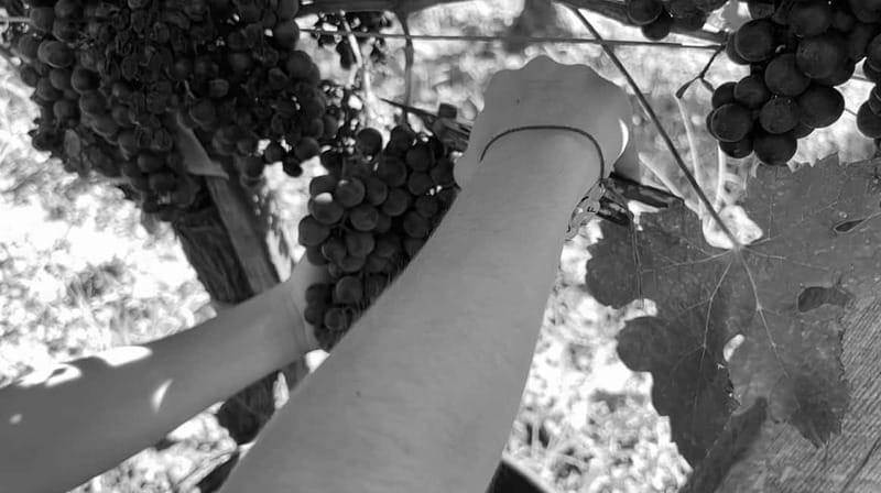 Exploration Oenologique au Château Labrie St Emilion GC - Key Points / Takeaways