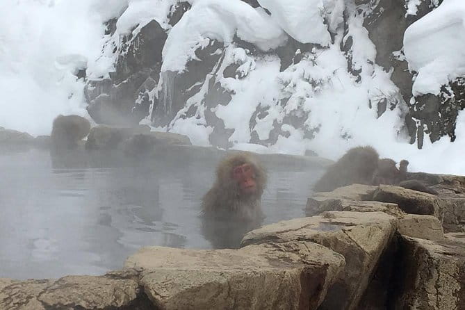 Explore Jigokudani Snow Monkey Park With a Local Guide - Observing the Red-Faced Japanese Macaques