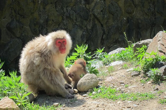 Explore Jigokudani Snow Monkey Park With a Local Guide - Enjoying the Natural Hot Springs