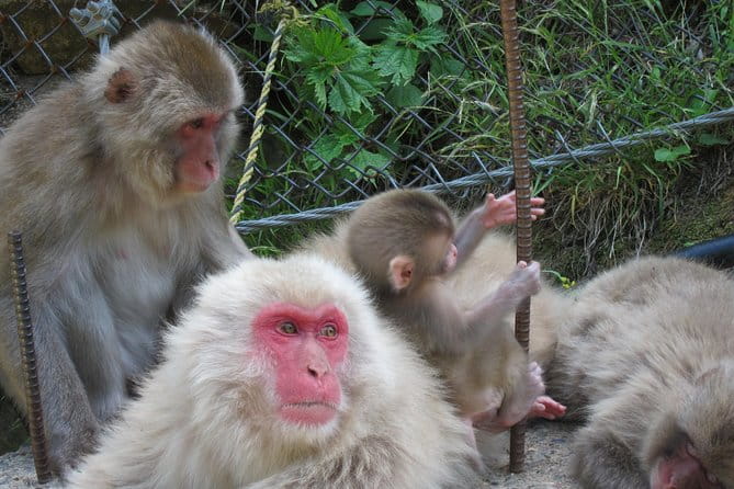 Explore Jigokudani Snow Monkey Park With a Local Guide - Learning From the Professional Guide