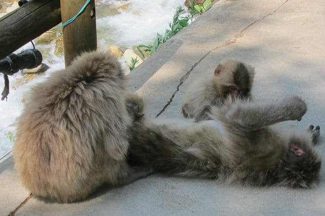 Explore Jigokudani Snow Monkey Park With a Local Guide - Reviewing Participant Feedback and Recommendations