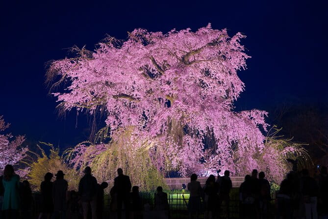 Explore Kyoto's 1,000-Year-Old Nighttime Cherry Blossoms! - Key Points