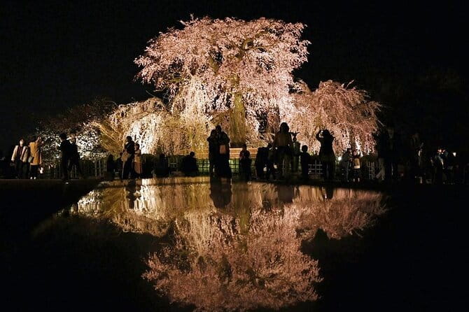 Explore Kyoto's 1,000-Year-Old Nighttime Cherry Blossoms! - The Best Viewing Spots for Nighttime Blooms