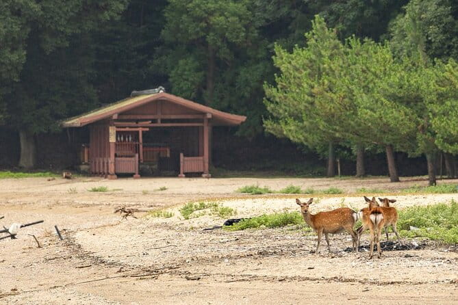 Explore Miyajima Seven Shrines by Cruiser - Key Points