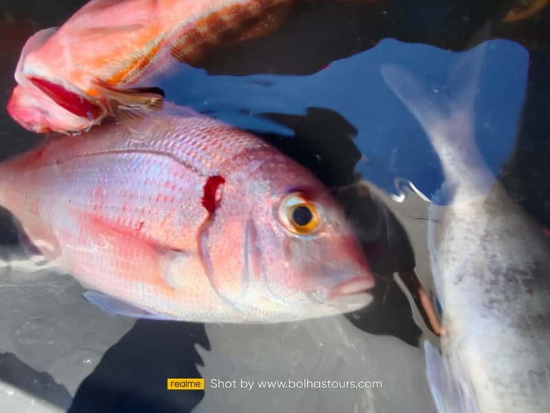 Explore Sesimbra: Private Sport Fishing All Inclusive Tour - Final Thoughts: Is This Tour Right for You?