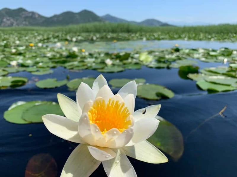 Explore Skadar Lake: Exclusive Guided Boat Falcon Tour! - Key points / Takeaways