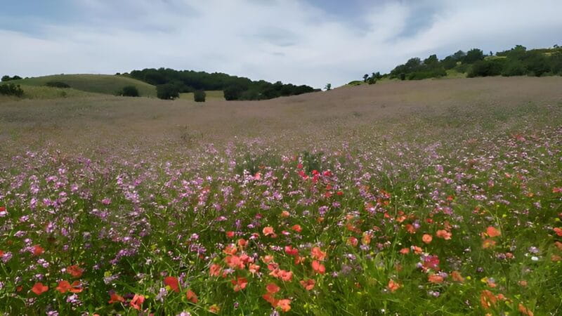 Explore the Murgia Materana UNESCO Park (Italiano & Espanol) - The Scenic Rewards: Views and Photo Opportunities