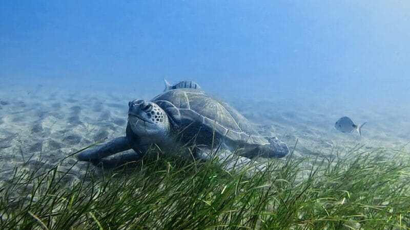 Explore the ocean - Snorkeling for Beginners Los Cristianos - Key Points / Takeaways
