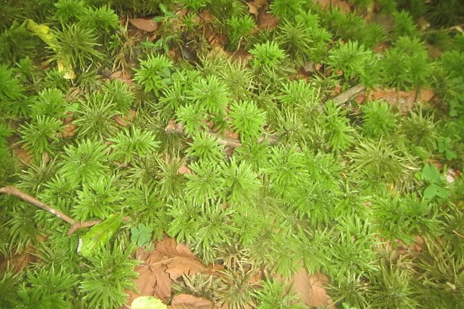 Exploring Mt Fuji Ice Cave and Sea of Trees Forest - Meeting Point and Pickup Logistics