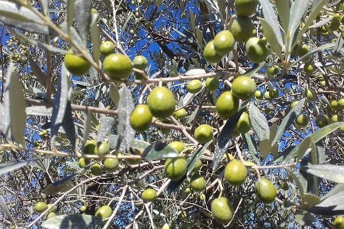 Extra Virgin Olive Oil Experience - Key Points / Takeaways