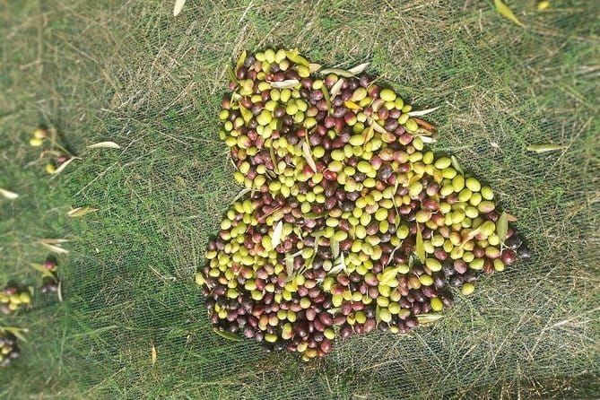 Extra Virgin Olive Oil Experience - FAQ