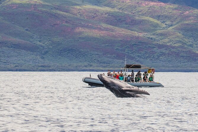 Eye-Level Whale Watching Eco-Raft Tour From Lahaina, Maui - Key Points