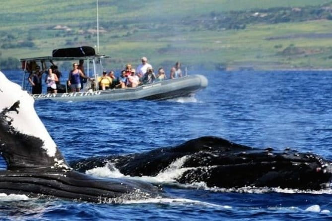 Eye-Level Whale Watching Eco-Raft Tour From Lahaina, Maui - Tour Schedule and Duration