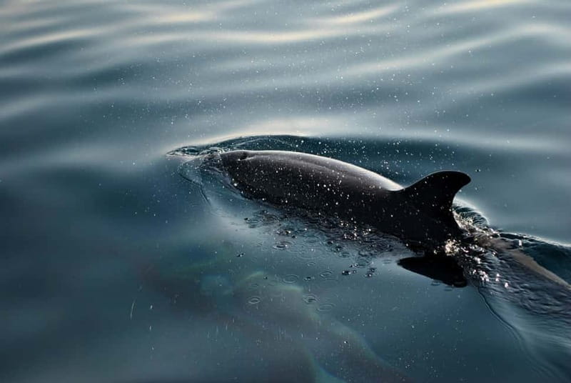 FAANA: DOLPHIN SAFARI - Exploring the Brijuni Islands and Marine World