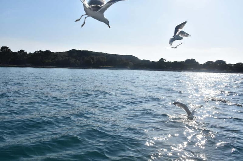 FAANA: NATIONAL PARK BRIJUNI GLASS BOAT PRIVATE TOUR - Final Thoughts: Is It Worth It?