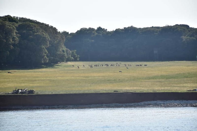 FAANA: PANORAMA NP BRIJUNI AND ISLAND JEROLIM SWIMMING STOP - The Return Journey and Practical Tips