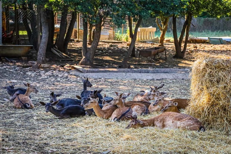 Faana/Pula: Official Istra Buggy "Classico" Tour - What to Expect: From Off-Road Thrills to Scenic Relaxation