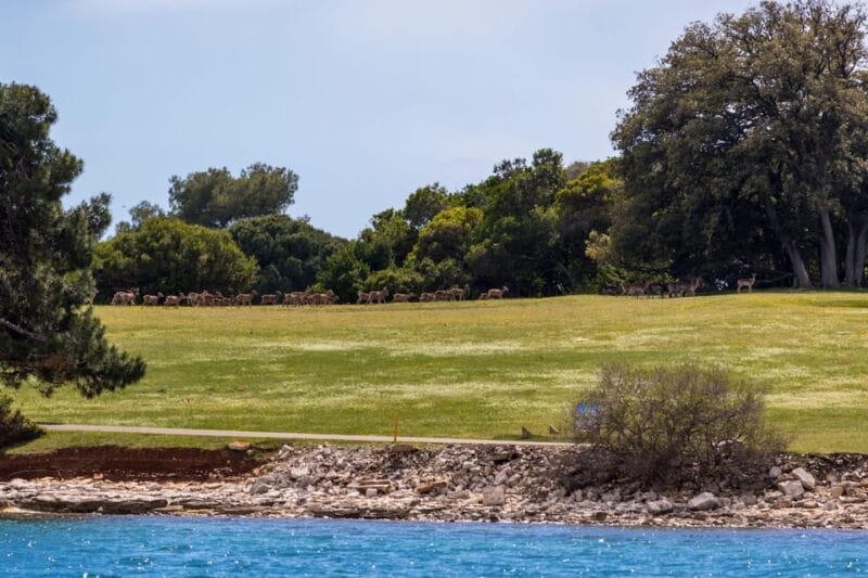 Faana: Sail like a president with Brijuni Panorama - FAQs