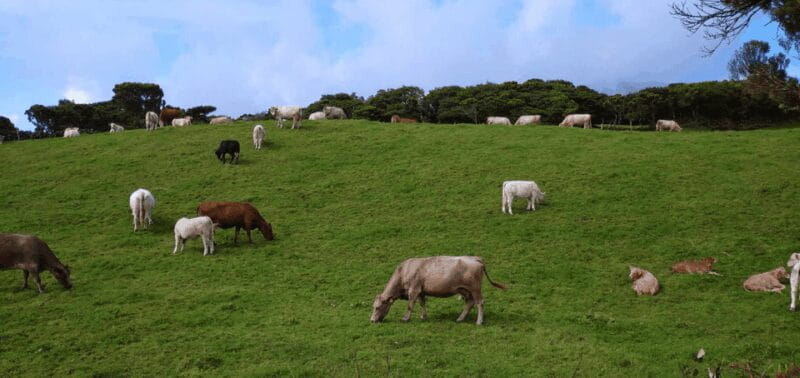 Faial Island: Personalized tour with Pic Nic - Key points / Takeaways