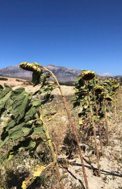 Faistos Palace Tour & Matala Visit - Minoan Trade and Culture