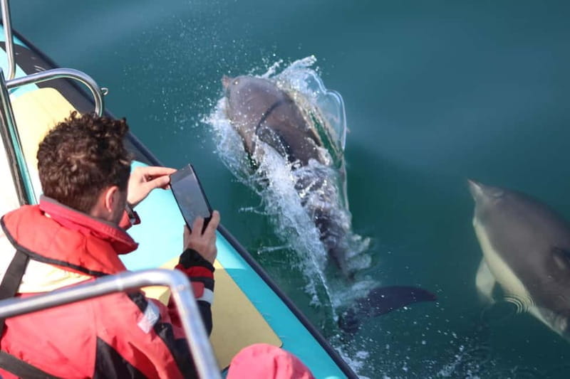 Falmouth: 2 Hour Wildlife Watching RIB Tour - Exploring Cornwall’s Coast on a RIB Adventure