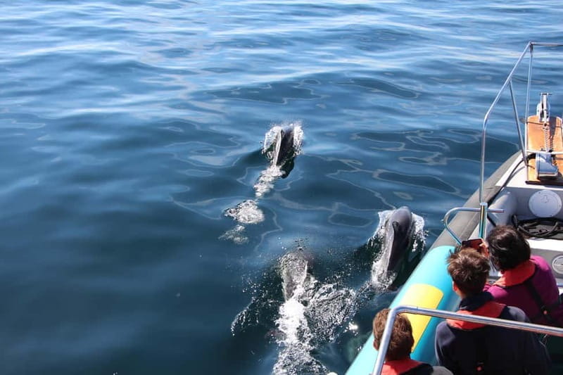 Falmouth: 2 Hour Wildlife Watching RIB Tour - Who Will Love This Tour?