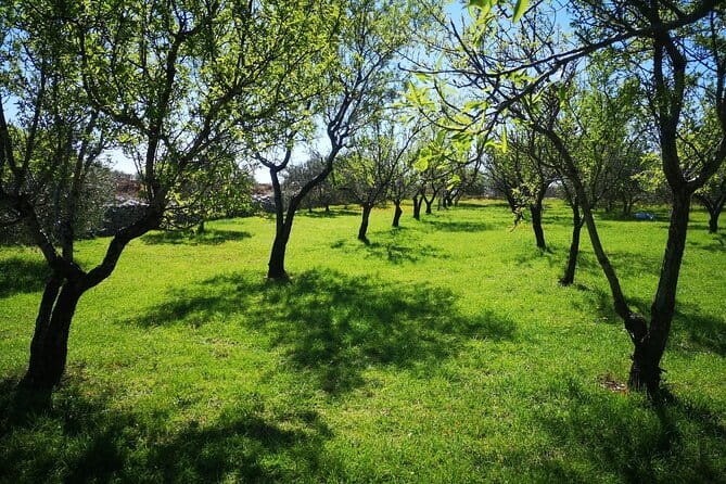 Family-run Vineyard Tour & Award Winning Wine Tasting/Delicacies - Croatian Delicacies, Live Music, and Scenic Wrap-up