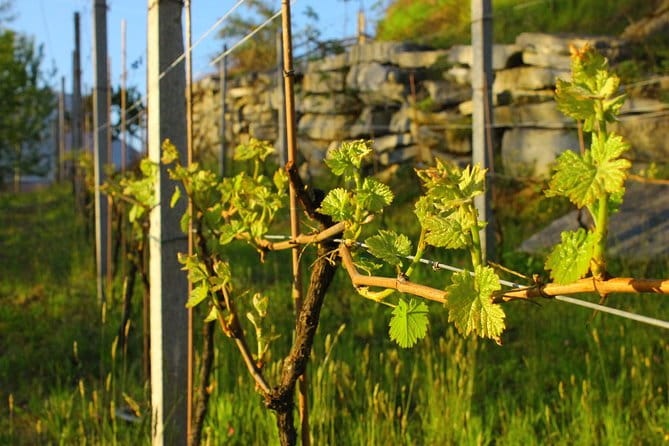 Family tasting - A little tasting - Tasting Two Wines with Local Flavors