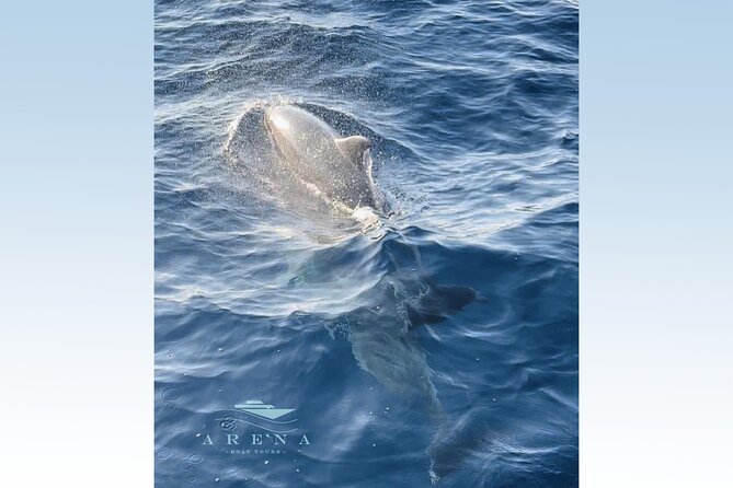 Fantastic DOLPHIN & SUNSET TOUR With Dinner (Pula - NP Brijuni) - Meeting and Pickup