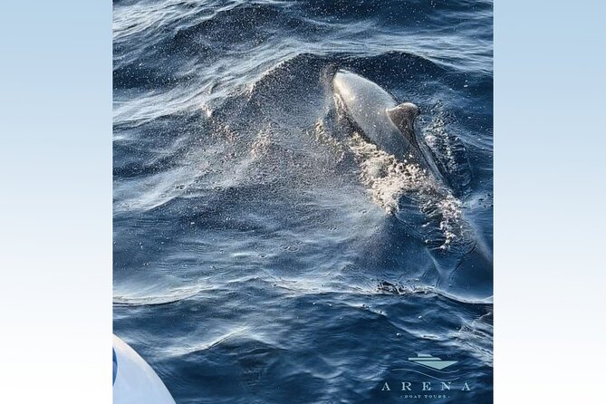 Fantastic DOLPHIN & SUNSET TOUR With Dinner (Pula - NP Brijuni) - Cancellation Policy