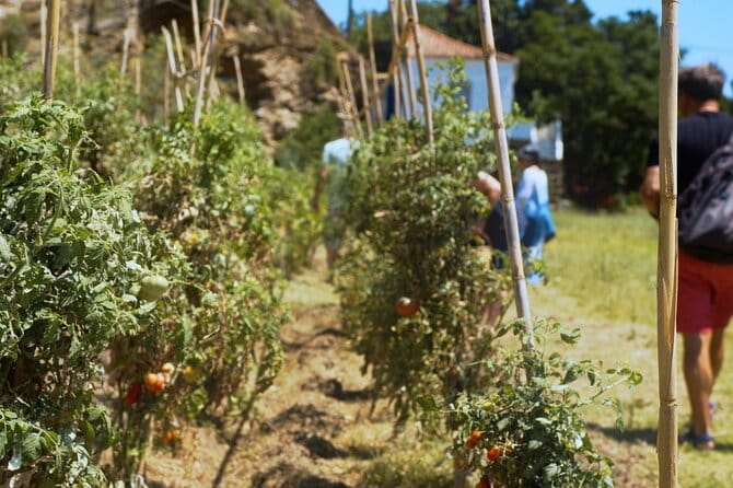 Farm to Table - Local Cooking Experience - A Taste of Greece: Farm to Table Cooking on Andros