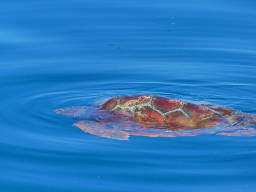 Faro: Dolphin and Wildlife Watching in the Atlantic Ocean - Important Details to Know