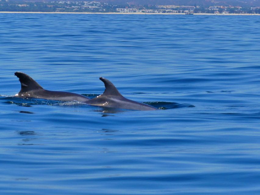 Faro: Dolphin and Wildlife Watching in the Atlantic Ocean - Marine Biologist-led Guidance